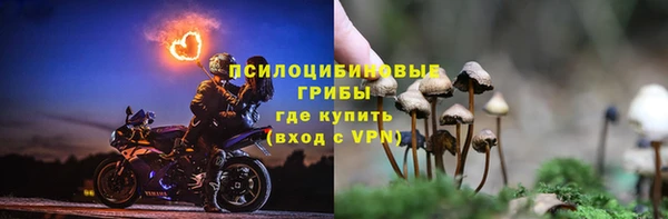 прущие грибы Белокуриха